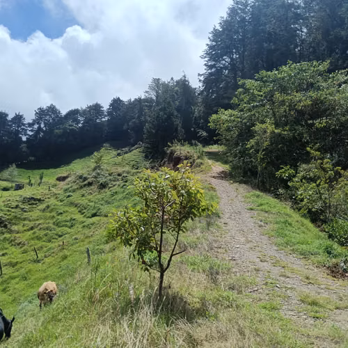 Venta finca Palmira, Zarcero