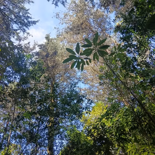Venta finca Palmira, Zarcero