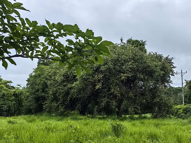 Lote de Uso Mixto en La Ceiba de Orotina | Ubicación Estratégica y Alto Potencial de Inversión