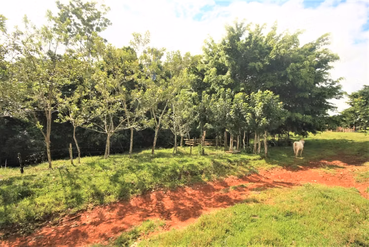 Inversión Agropecuaria de 102 Ha | 2,6 km de Frente a Carretera | Zona Norte ( GP 1307 2)