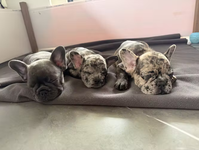 Bulldog Frances (Frenchies)
