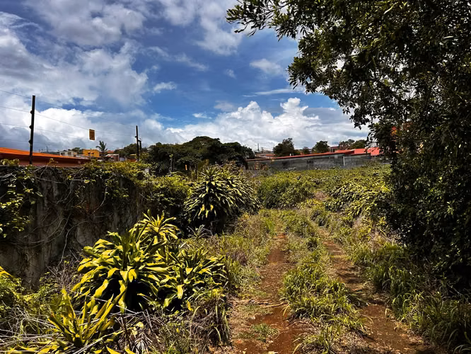 Santo Domingo Heredia Precioso Lote #455