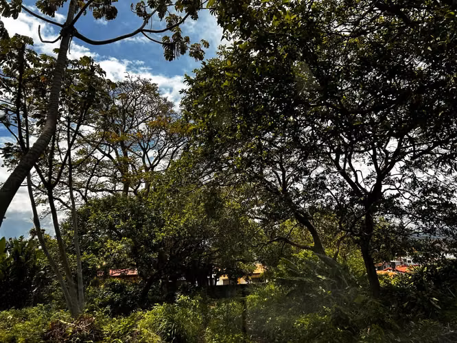 Santo Domingo Heredia Precioso Lote #455