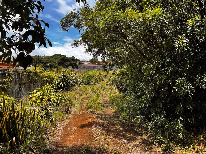 Santo Domingo Heredia Precioso Lote #455