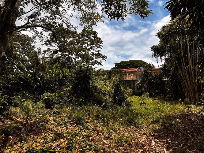 Santo Domingo Heredia Precioso Lote #455