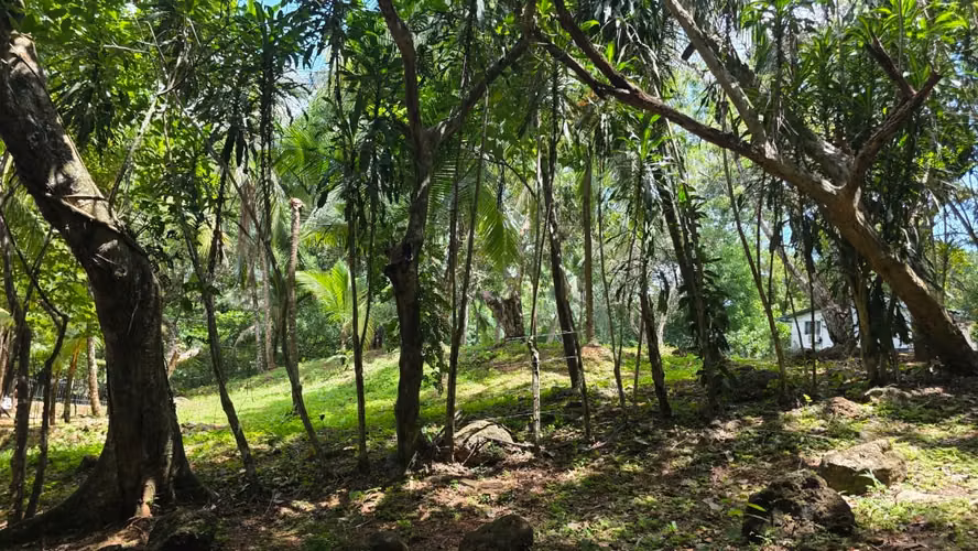 Lote con Quebrada y Bosque Natural en San Mateo | 2.506 m²