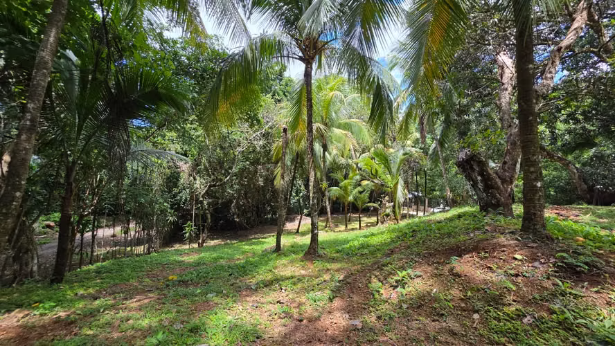 Lote con Quebrada y Bosque Natural en San Mateo | 2.506 m²