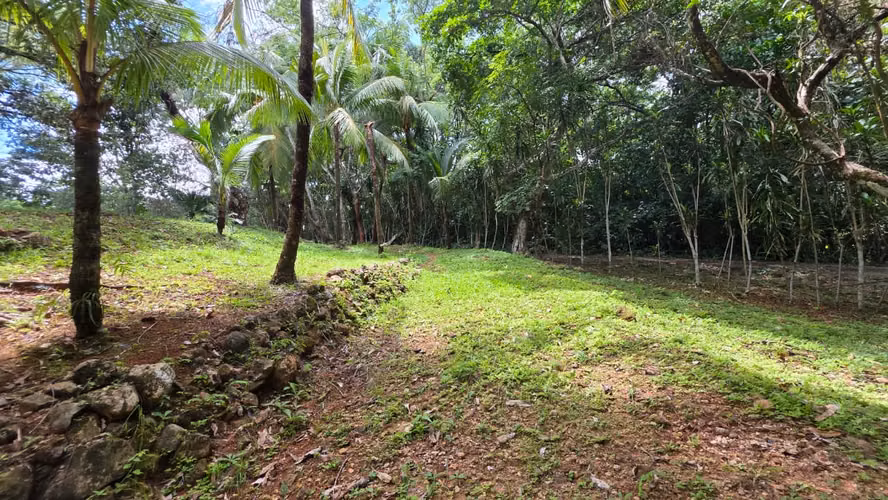 Lote con Quebrada y Bosque Natural en San Mateo | 2.506 m²