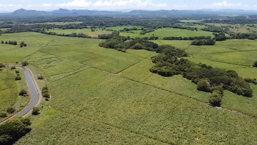 Finca cultivada de Caña de Azúcar