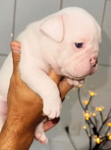 BULLDOG INGLES EXOTICOS