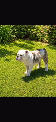 BULLDOG INGLES EXOTICOS