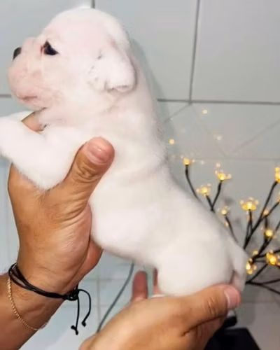 BULLDOG INGLES EXOTICOS