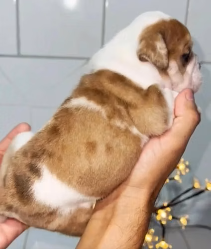 BULLDOG INGLES EXOTICOS