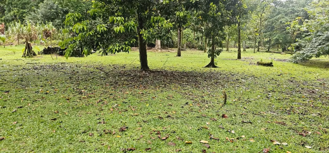 Se venden dos cabañas por separado, en Gúapiles - Imagen 17
