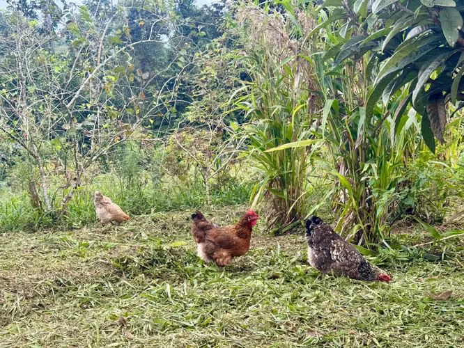 TESORO ESCONDIDO | Eco Estate Off-Grid en Costa Rica