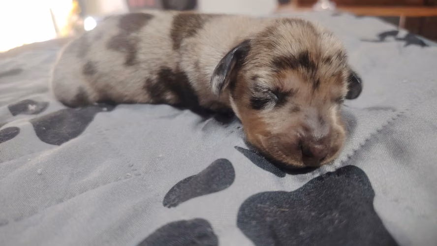 Perros salchichas