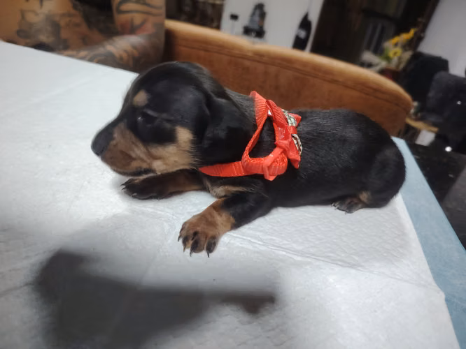 Perros salchichas