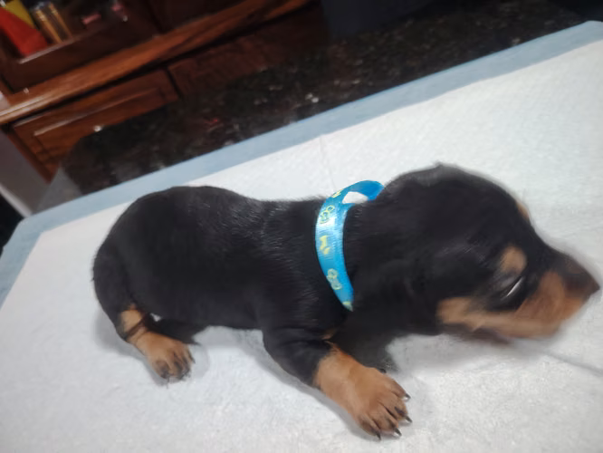 Perros salchichas