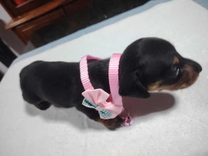 Perros salchichas