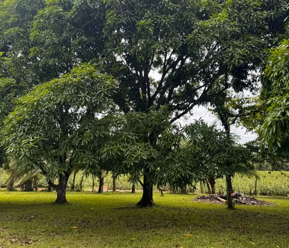 QUINTA EN TERRENO PRIVILEGIADO | Donde la naturaleza se convierte en patrimonio - Imagen 11