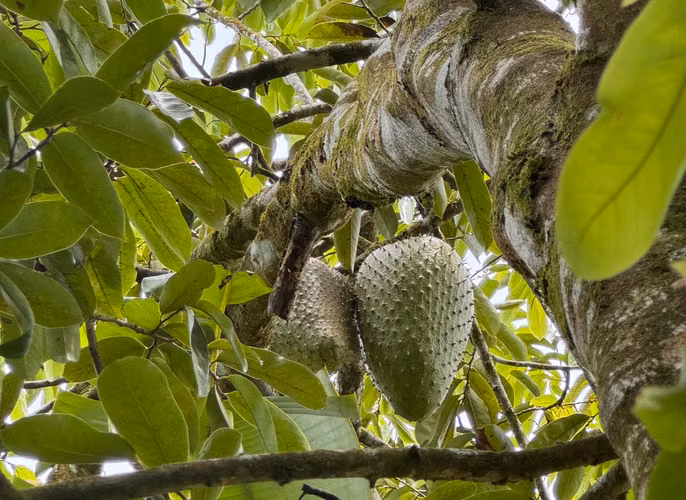 QUINTA EN TERRENO PRIVILEGIADO | Donde la naturaleza se convierte en patrimonio - Imagen 8