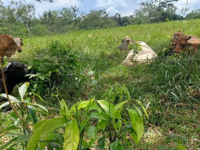 Finca Ganadera 23.2 Ha en San Jorge, Los Chiles – ¡Precio Negociable y Financiamiento Disponible! - Imagen 5