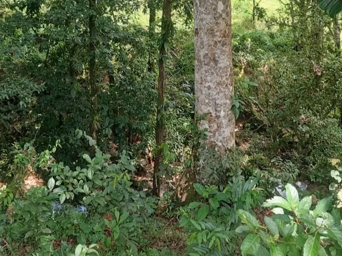 Finca Ganadera 23.2 Ha en San Jorge, Los Chiles – ¡Precio Negociable y Financiamiento Disponible! - Imagen 9