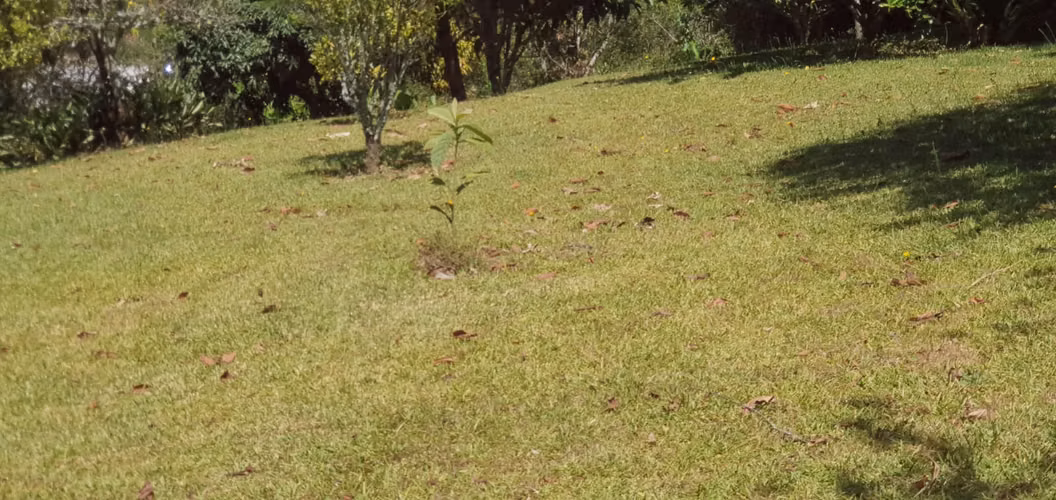  Excelente lote en venta en Carrizal de Alajuela - Imagen 3