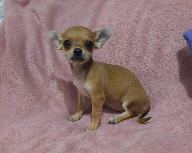 Chihuahua hembra