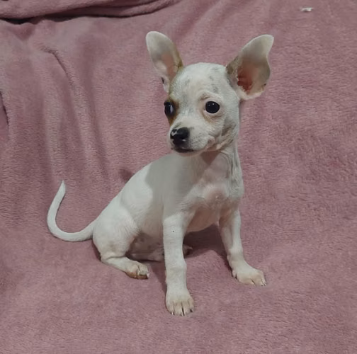 Chihuahua macho