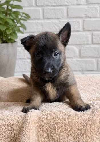 Cachorros pastor belga malinois
