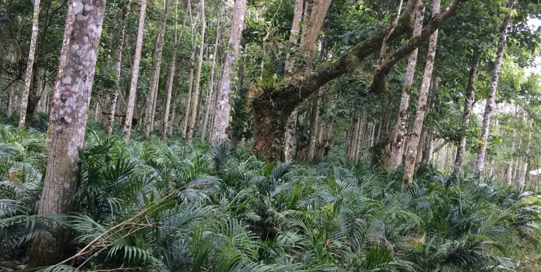 Finca de Ornamentales y Cacao en Turrialba y Limón