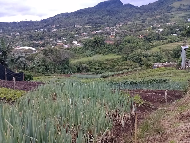 SAN ANTONIO DE ESCAZÚ -Se vende finca de producción agrícola con agua propia - Imagen 12