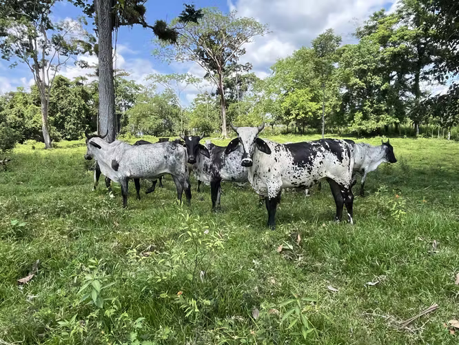 Finca Ganadera lista para producir