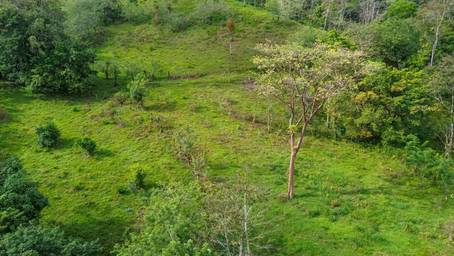Tu Paraíso Privado: Finca con Gran Potencial en San Carlos - Imagen 3