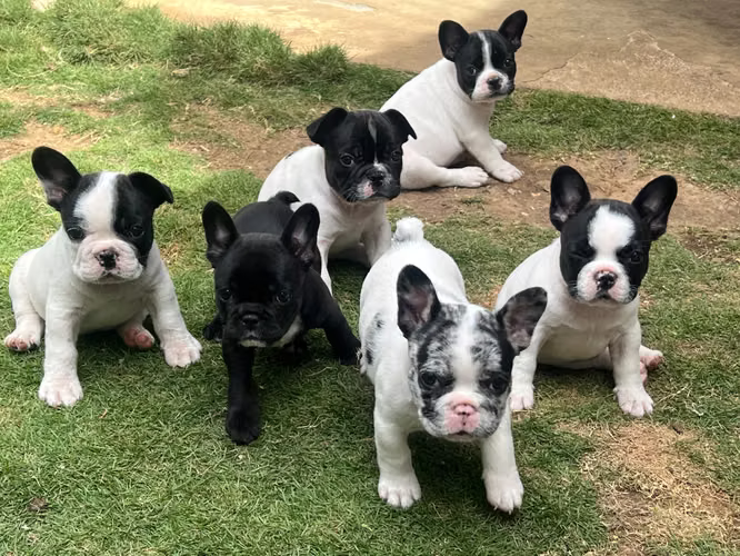 Bulldog francés vaquita