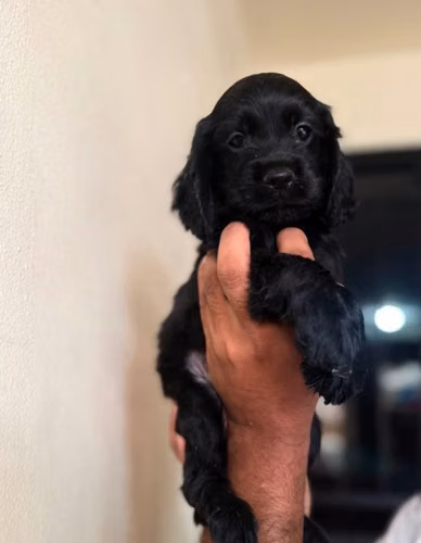 Cocker Spaniel Ingles