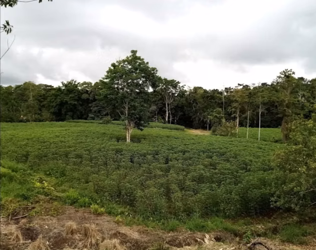 Your Natural Retreat in San Carlos, Costa Rica 