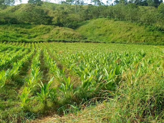  Tu Refugio Natural en San Carlos, Costa Rica 