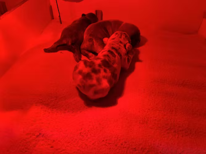 Bulldog frances exotico