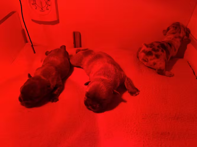 Bulldog frances exotico