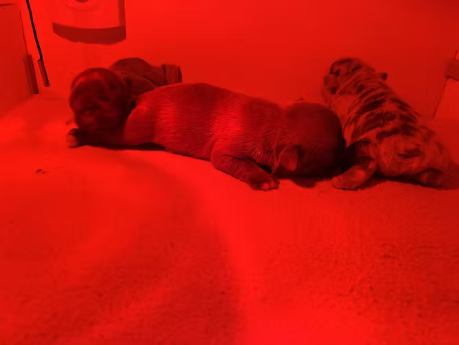 Bulldog frances exotico