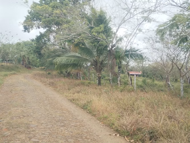 5 hectáreas y 6.945 m² EN 55 MILLONES PROPIEDAD EN UPALA DE ALAJUELA - Imagen 7