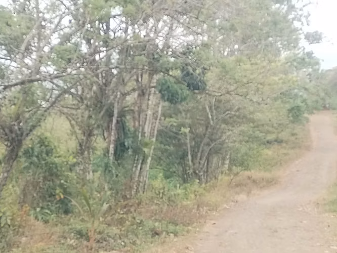5 hectáreas y 6.945 m² EN 55 MILLONES PROPIEDAD EN UPALA DE ALAJUELA - Imagen 2