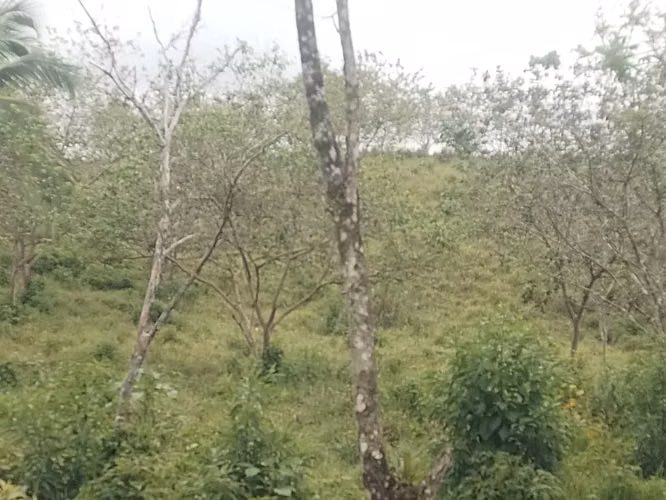 5 hectáreas y 6.945 m² EN 55 MILLONES PROPIEDAD EN UPALA DE ALAJUELA - Imagen 9