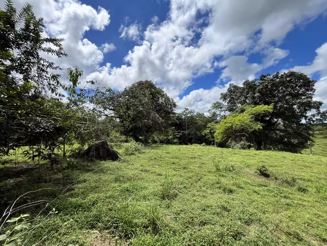 Oportunidad Única: Finca Ganadera Regenerativa – 250 Hectáreas en Coopevega de Cutris, San Carlos