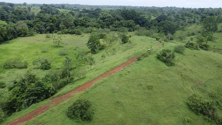 Oportunidad Única: Finca Ganadera Regenerativa – 250 Hectáreas en Coopevega de Cutris, San Carlos
