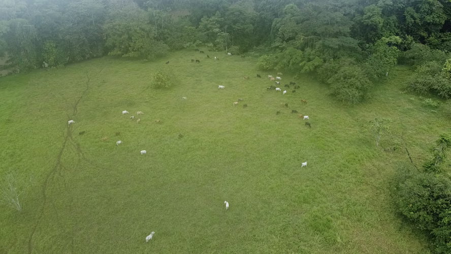 Oportunidad Única: Finca Ganadera Regenerativa – 250 Hectáreas en Coopevega de Cutris, San Carlos