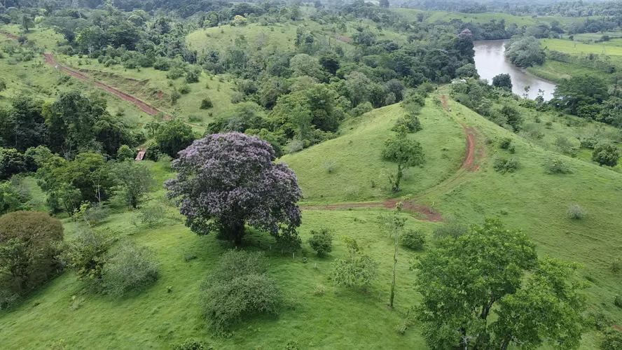 Oportunidad Única: Finca Ganadera Regenerativa – 250 Hectáreas en Coopevega de Cutris, San Carlos