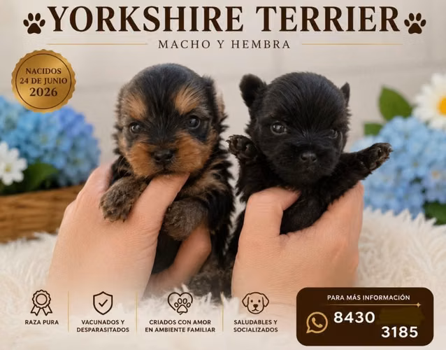 Yorkterrier